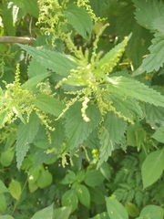 Urtica dioica