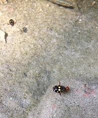 Thermonectus marmoratus