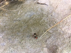 Thermonectus marmoratus