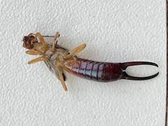 Forficula smyrnensis