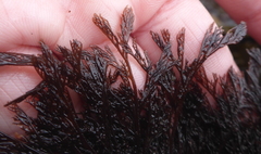 Microcladia borealis