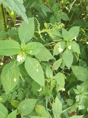 Impatiens parviflora