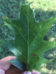 Zopheroteras sphaerula