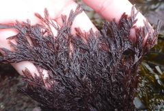 Microcladia borealis
