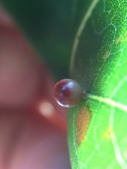 Zopheroteras sphaerula