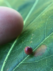 Zopheroteras sphaerula