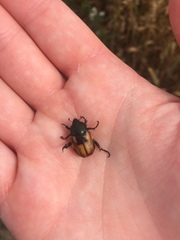 Anisoplia austriaca