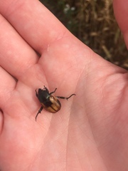 Anisoplia austriaca