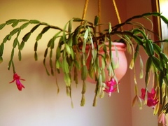 Schlumbergera buckleyi