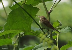 Acrocephalus dumetorum
