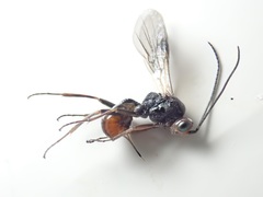 Dinocampus coccinellae paralysis virus