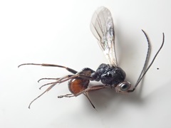 Dinocampus coccinellae