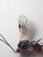 Dinocampus coccinellae