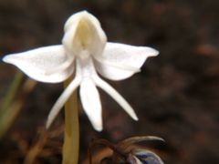 Habenaria grandifloriformis