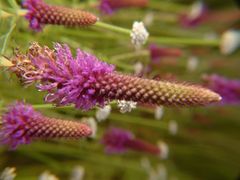 Pogostemon deccanensis
