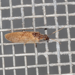 Sympherobius barberi