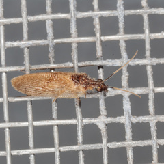 Sympherobius barberi