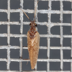 Sympherobius barberi