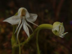 Habenaria grandifloriformis