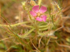 Drosera indica
