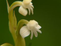 Habenaria brachyphylla
