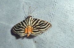Dichocrocis rigidalis