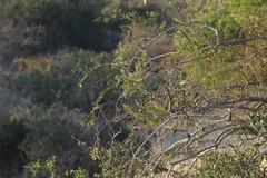 Azima tetracantha