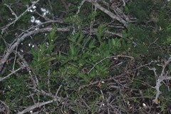 Azima tetracantha
