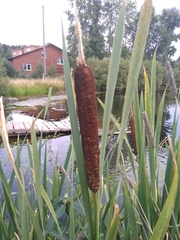 Typha latifolia