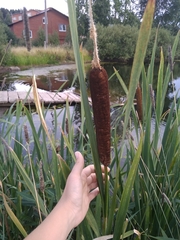 Typha latifolia