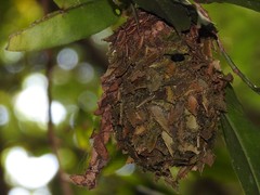 Calligaster himalayensis