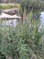 Typha latifolia