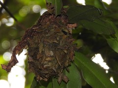 Calligaster himalayensis