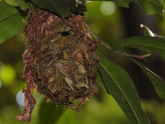 Calligaster himalayensis