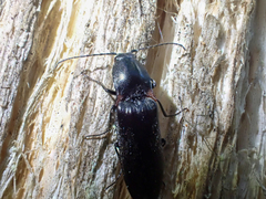 Acteniceromorphus umbricolus