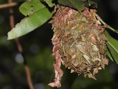 Calligaster himalayensis