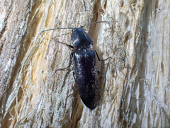 Acteniceromorphus umbricolus