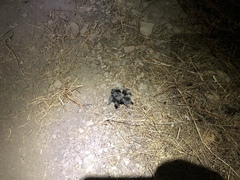 Aphonopelma steindachneri