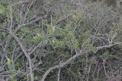 Azima tetracantha