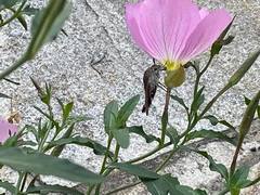 Macroglossum stellatarum