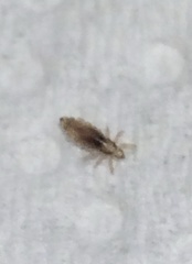 Pediculus humanus