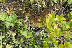 Sphagnum austinii