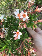 Nerium oleander