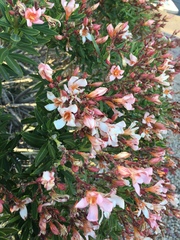 Nerium oleander