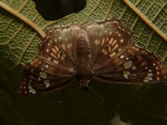 Caprona ransonnettii
