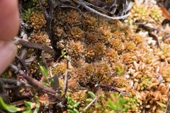 Sphagnum fuscum