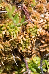 Sphagnum austinii
