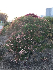 Nerium oleander