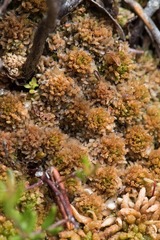 Sphagnum austinii