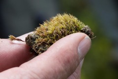 Splachnum pensylvanicum